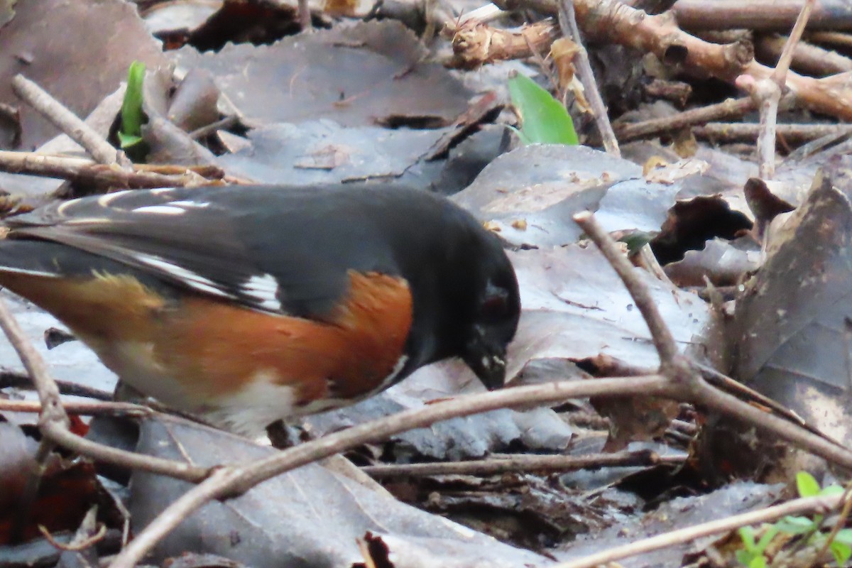 Eastern Towhee - ML633114248