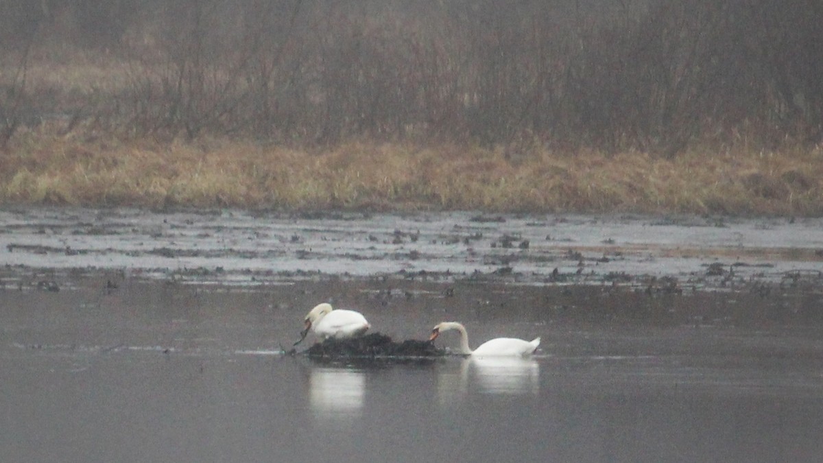Mute Swan - ML633114322