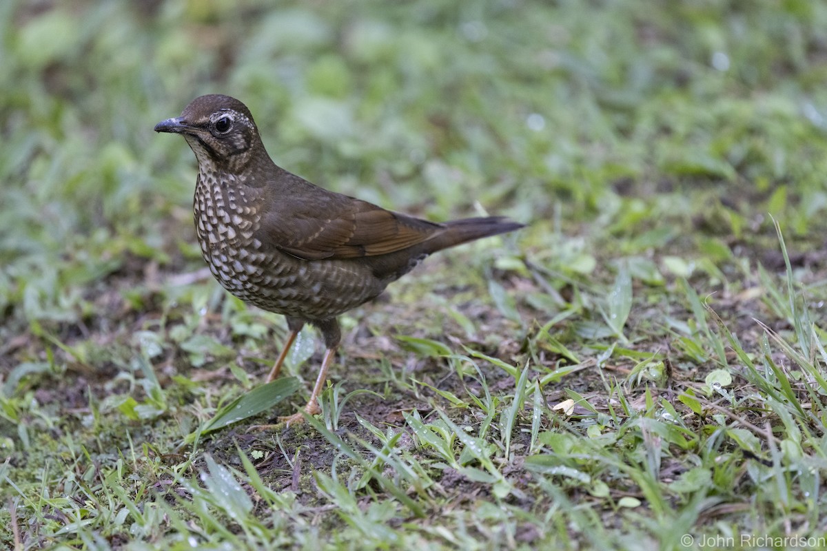 Siberian Thrush - ML633114524