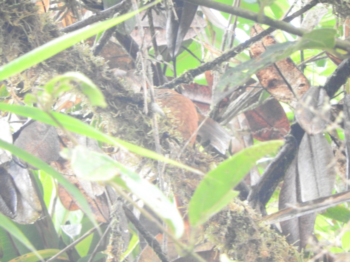 Fulvous-dotted Treerunner - ML633114545