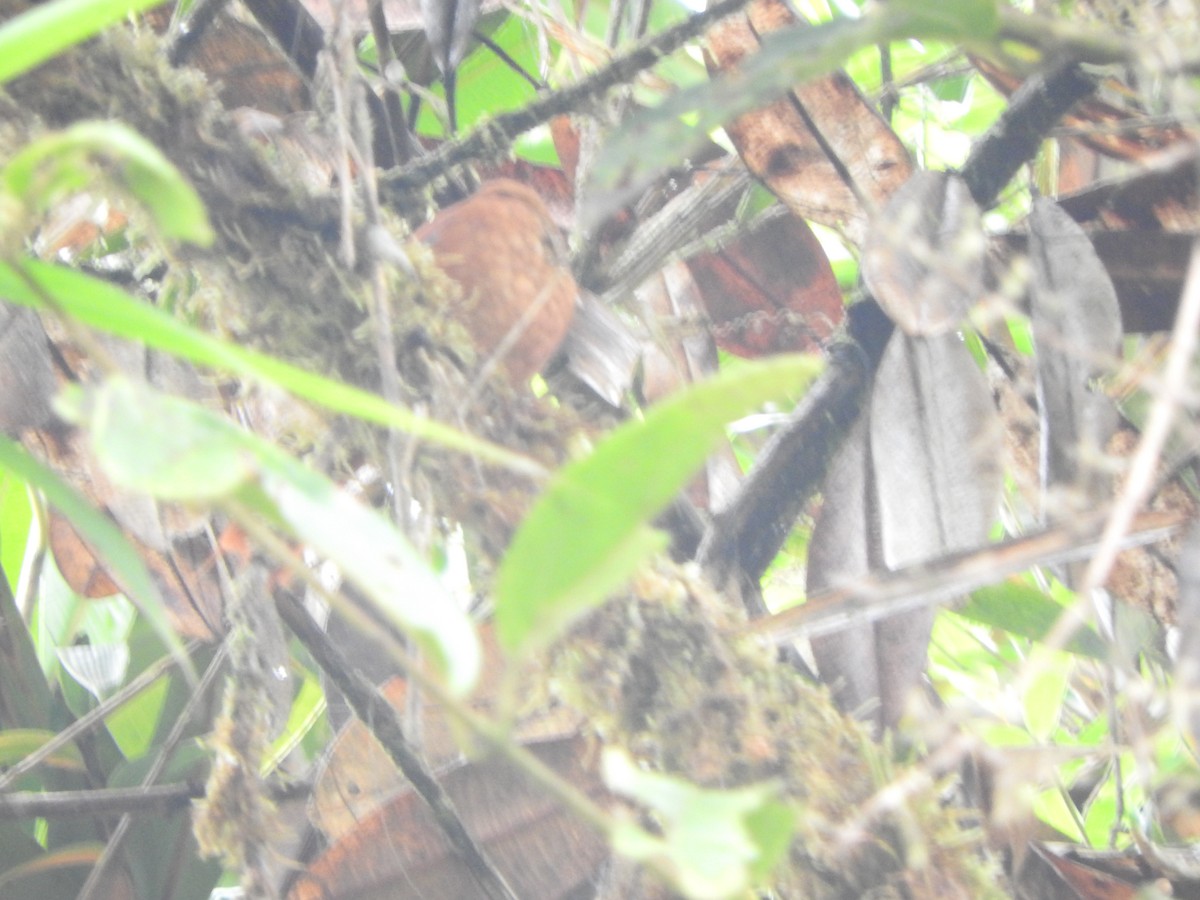 Fulvous-dotted Treerunner - ML633114546