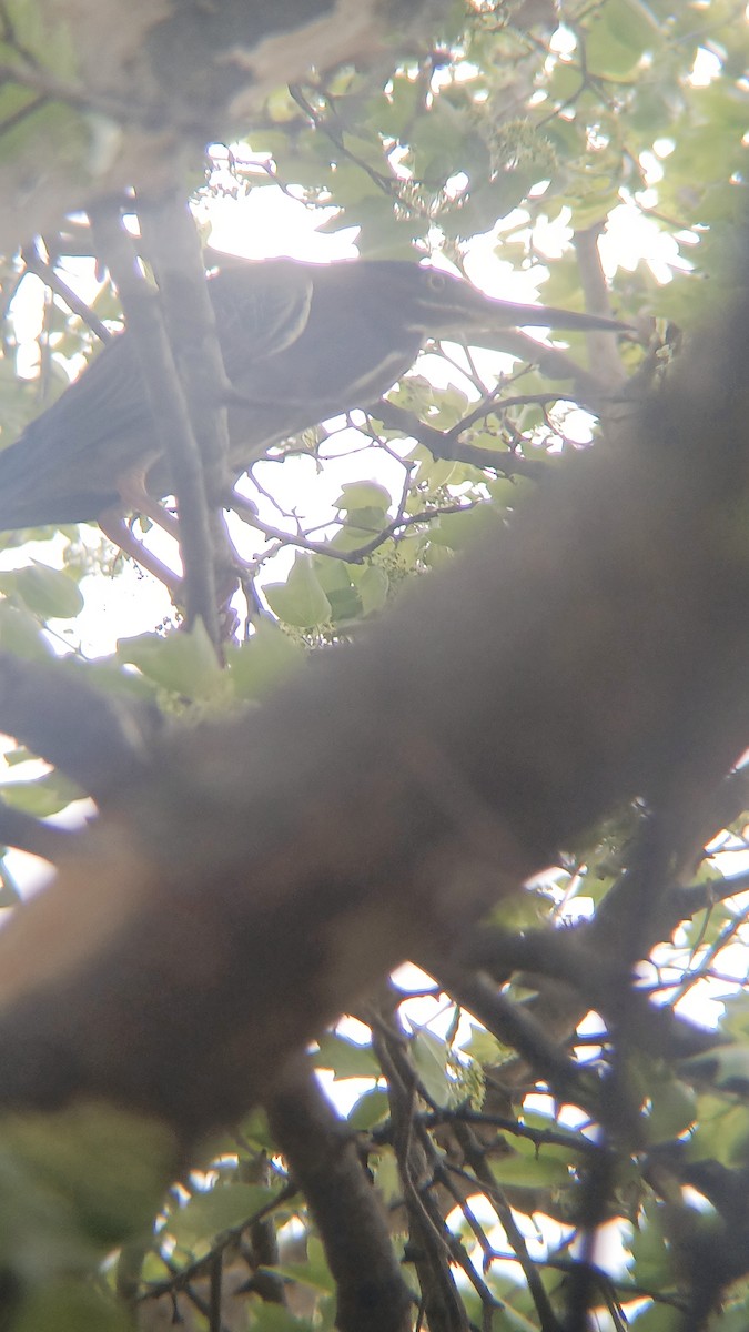 Green Heron - ML633114585