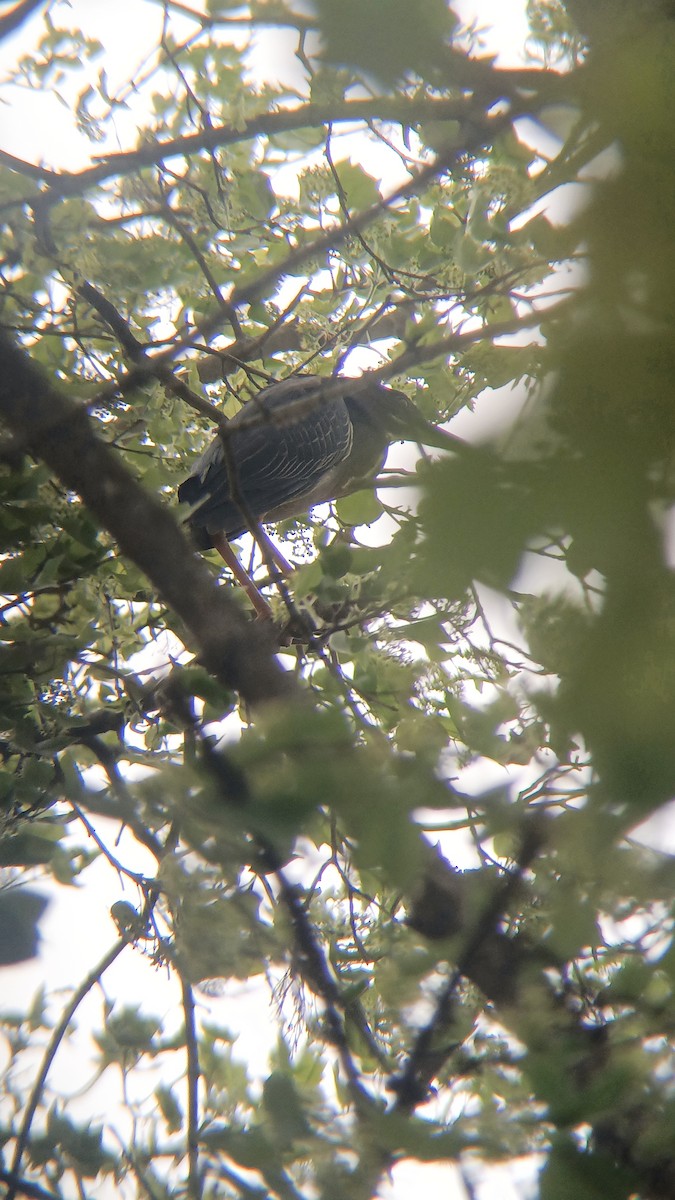 Green Heron - ML633114586