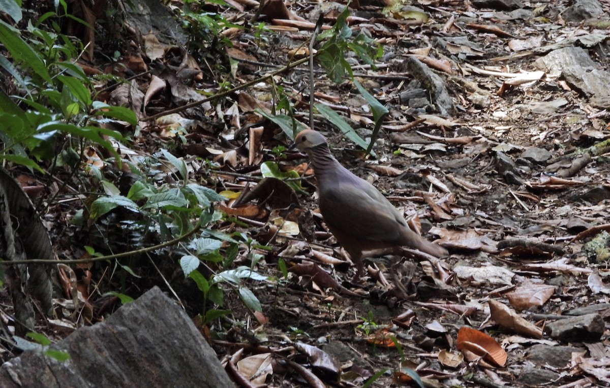 Lined Quail-Dove - ML633114682
