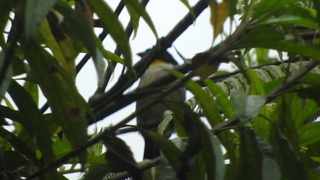 White-naped Brushfinch - ML633114869