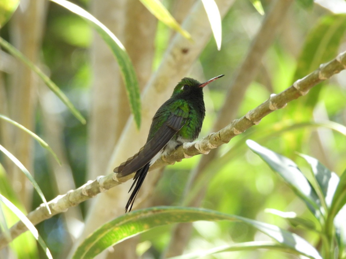 Cuban Emerald - ML633114892