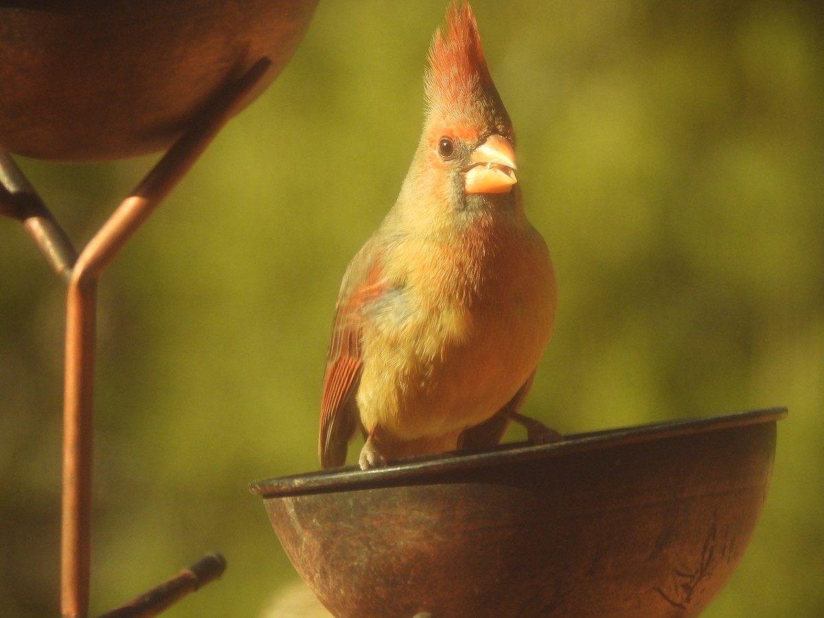 Northern Cardinal - ALICE WAKEFIELD