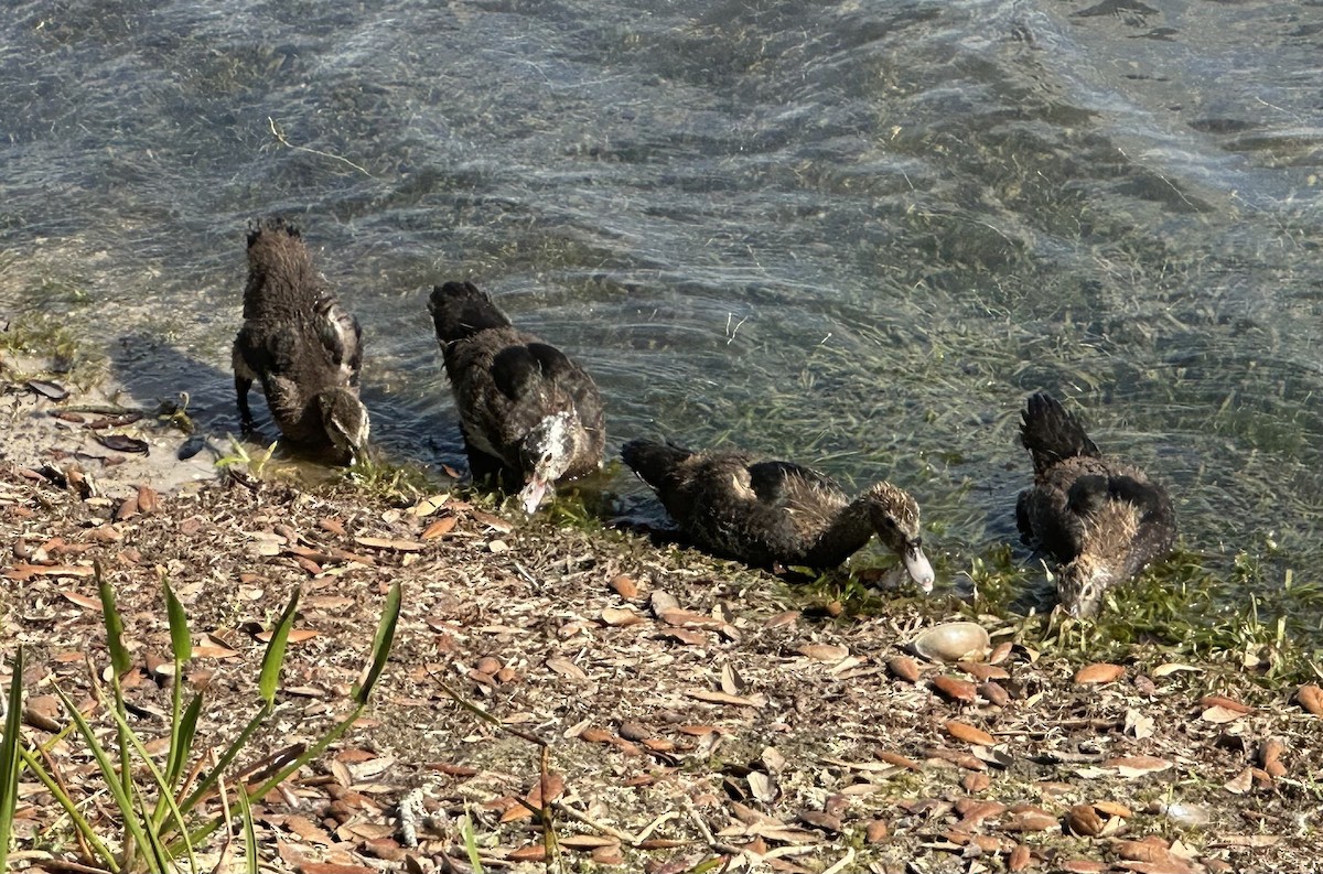 Muscovy Duck (Domestic type) - ML633115132