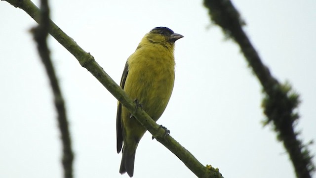 Andean Siskin - ML633115228