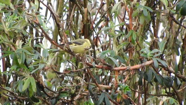 Andean Siskin - ML633115229