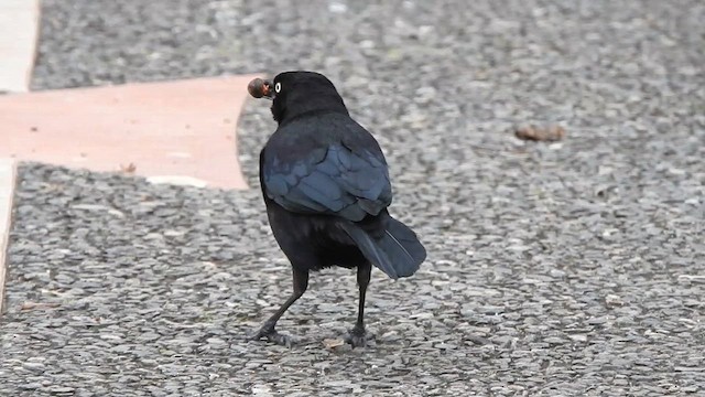 Carib Grackle - ML633115282