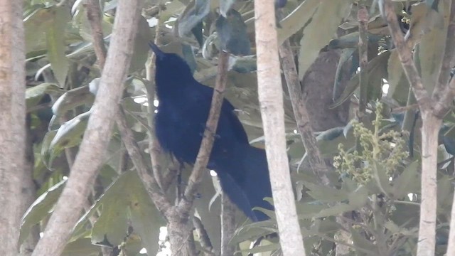 Carib Grackle - ML633115283