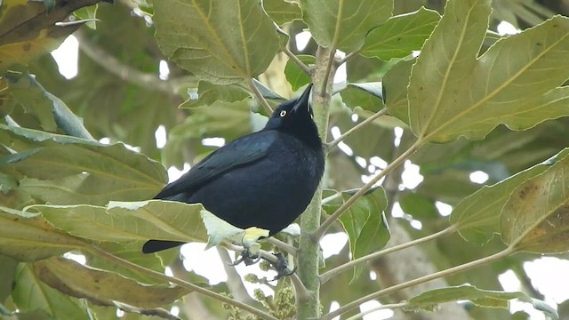 Carib Grackle - ML633115295