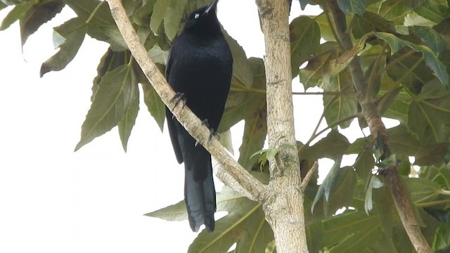 Carib Grackle - ML633115306
