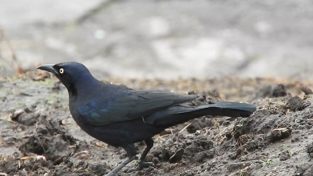 Carib Grackle - ML633115307