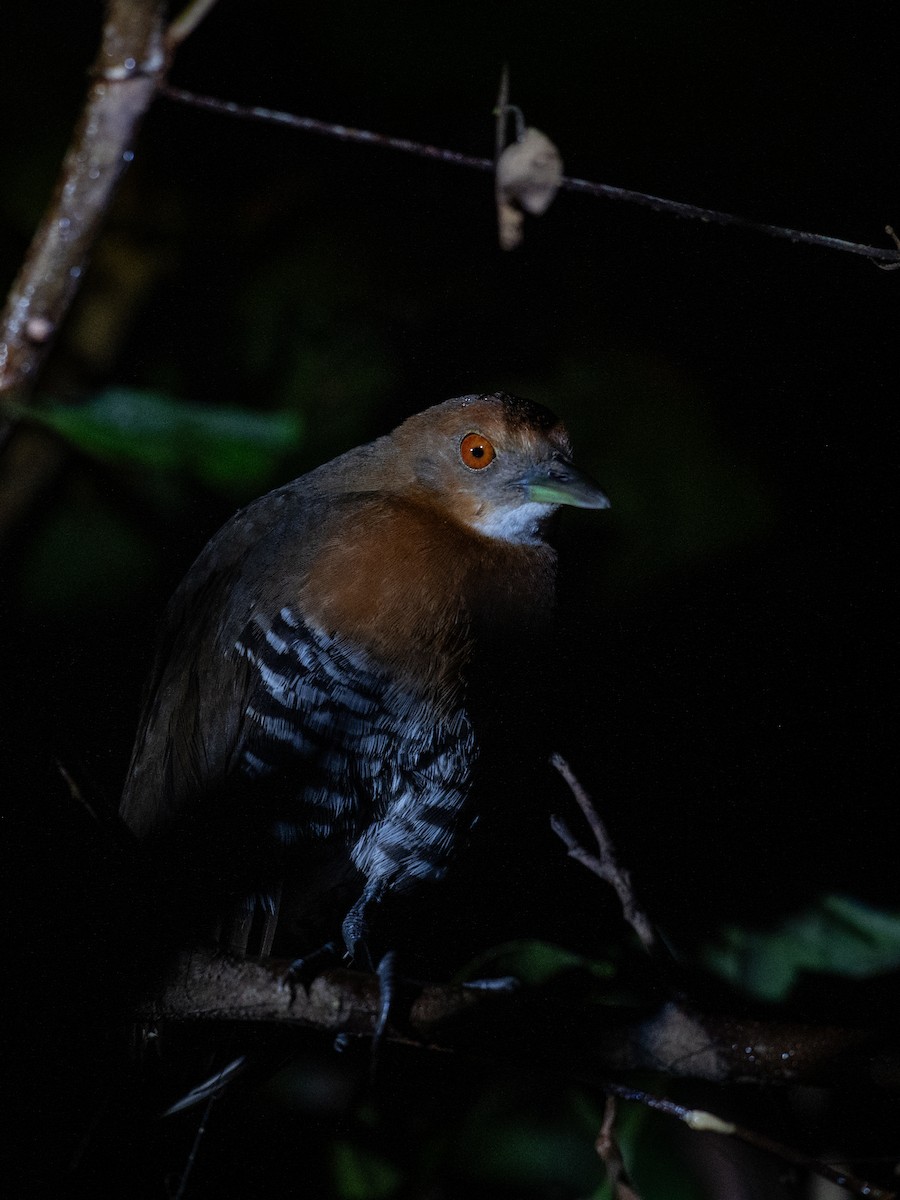 Slaty-legged Crake - ML633115333