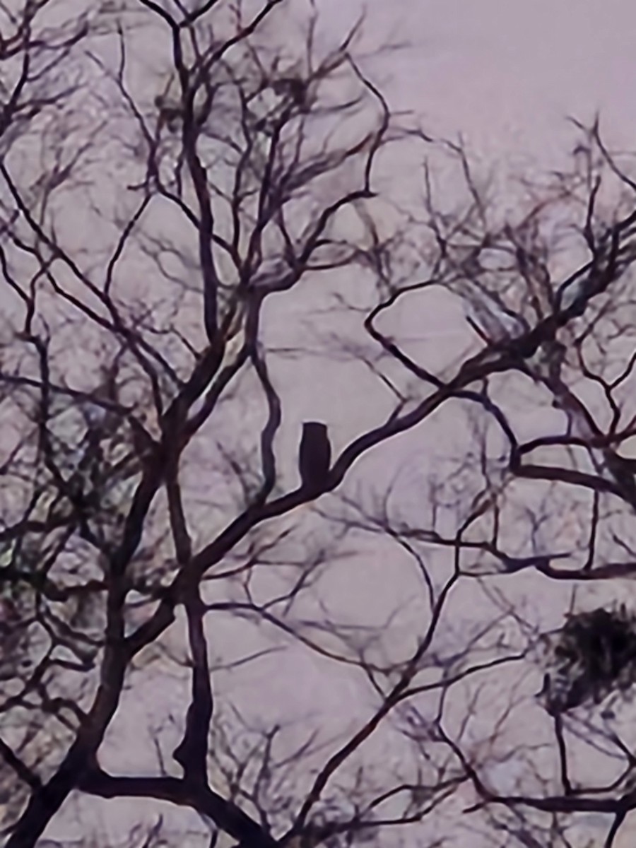 Spot-bellied Eagle-Owl - ML633115343