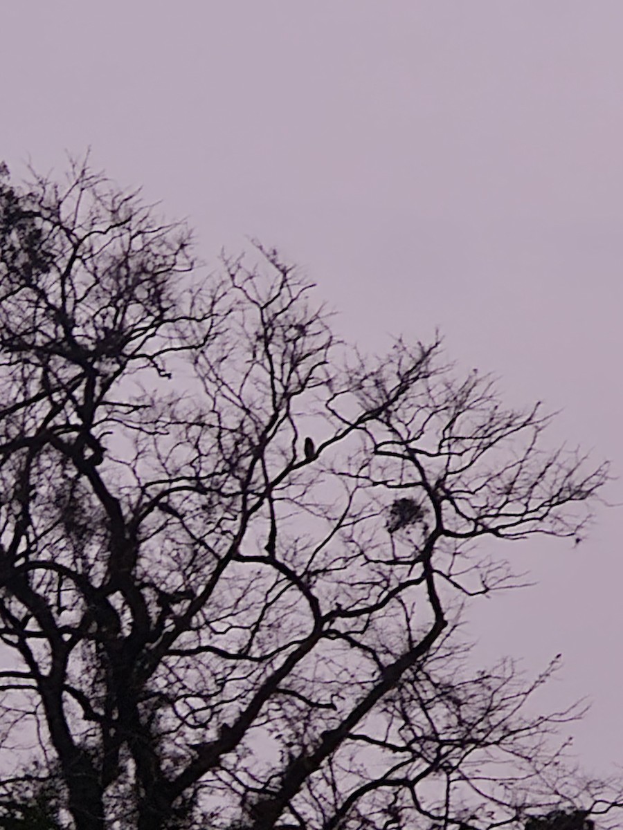 Spot-bellied Eagle-Owl - ML633115344