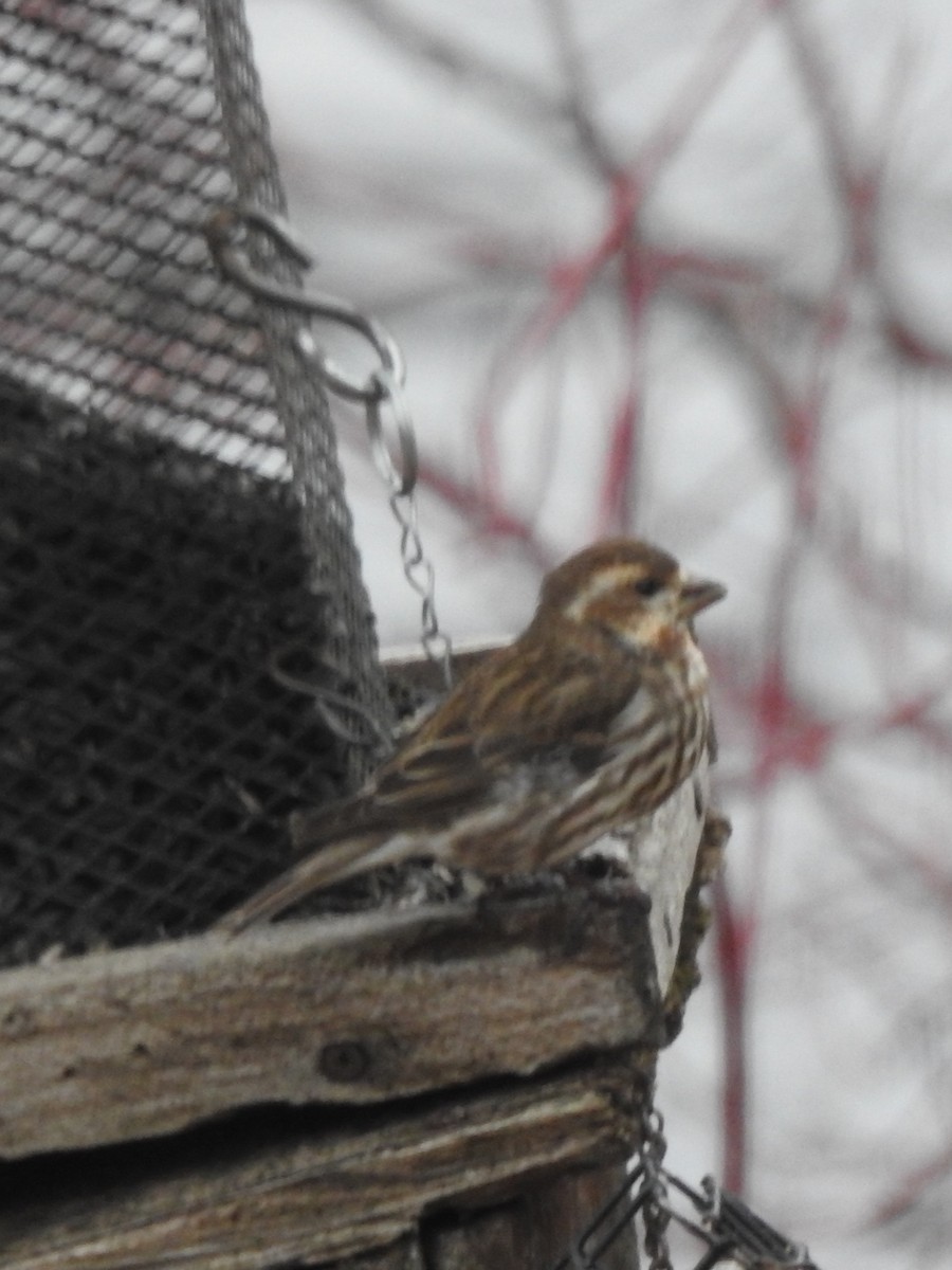 Purple Finch - ML633115406