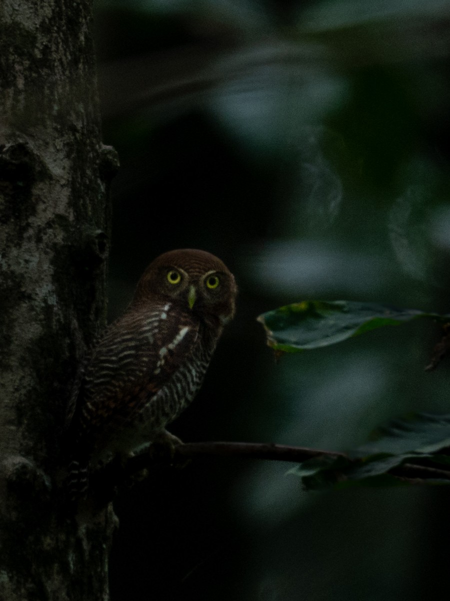 Jungle Owlet - ML633115416