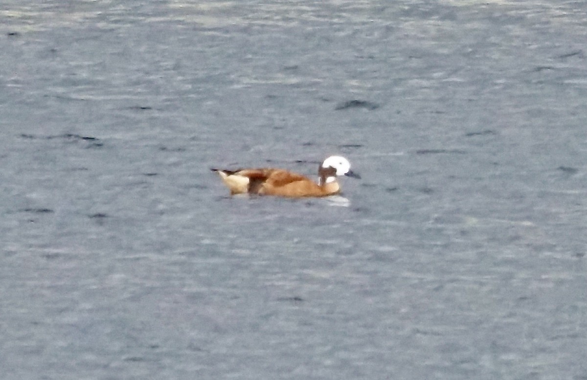 South African Shelduck - ML633115431