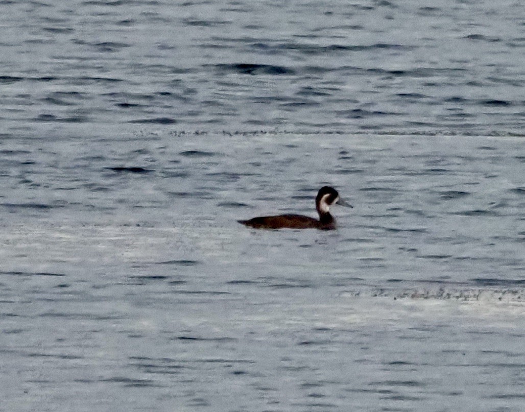 Southern Pochard - ML633115494
