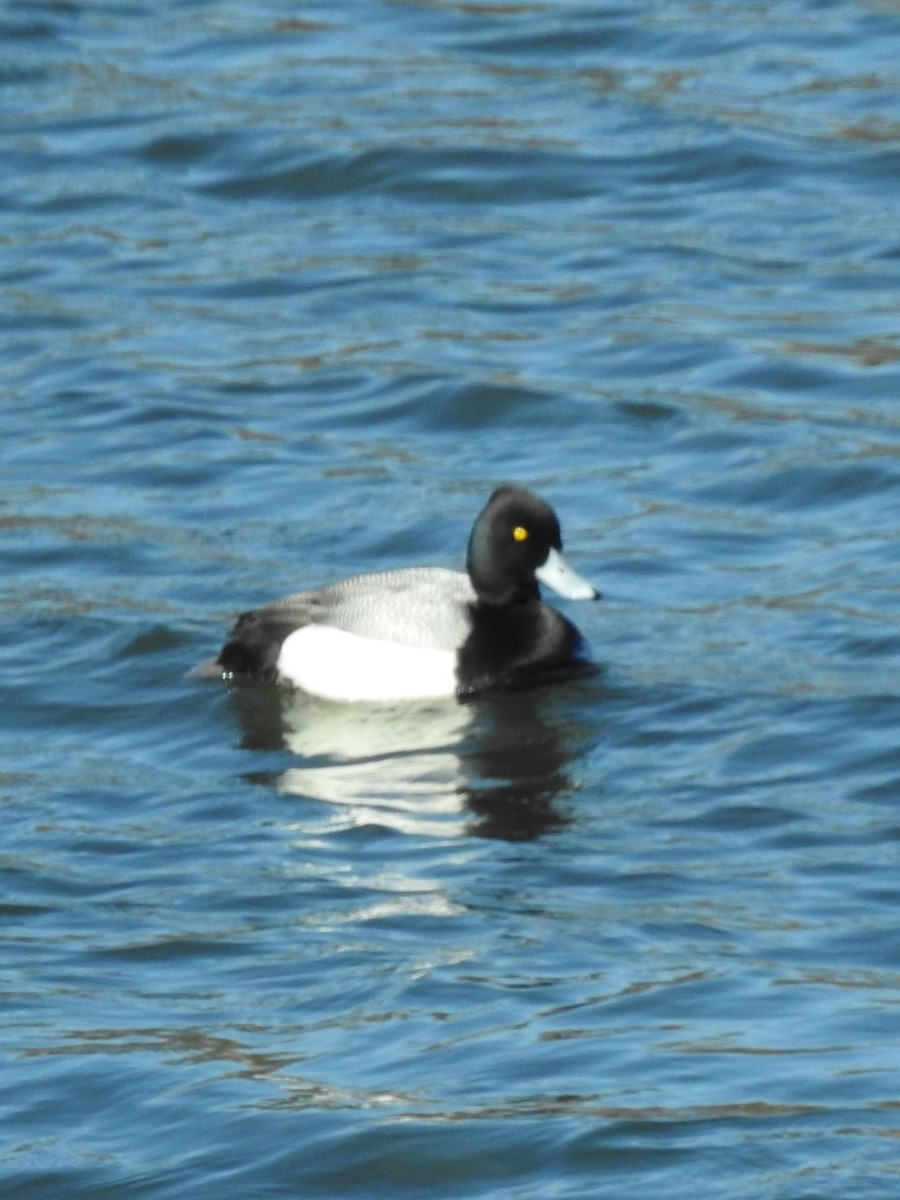 Lesser Scaup - ML633115524