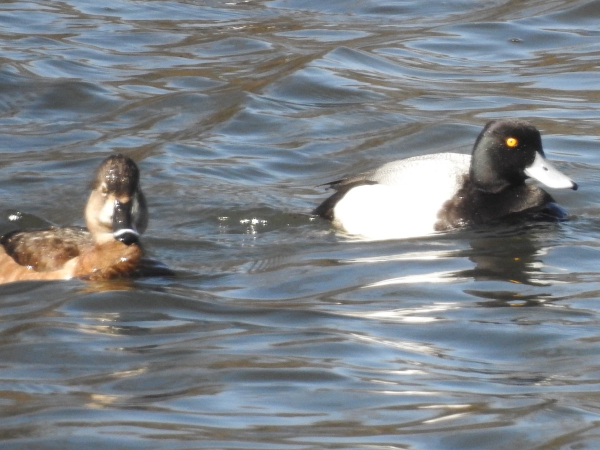 Lesser Scaup - ML633115528