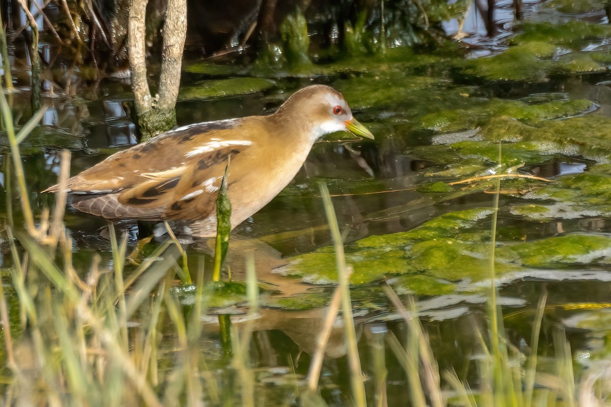 chřástal malý - ML633115593