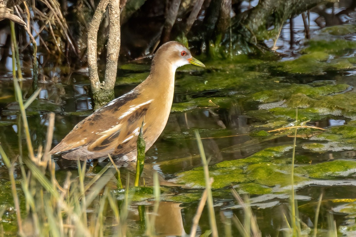 chřástal malý - ML633115594