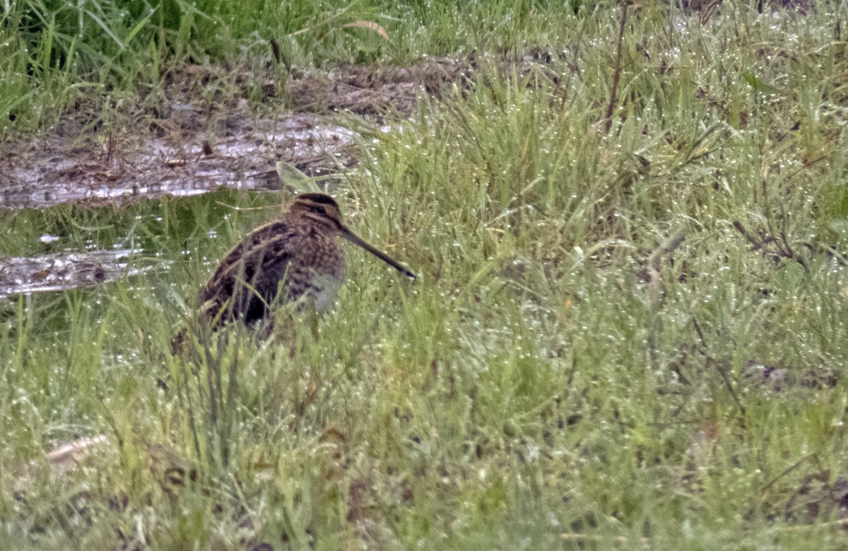 Common Snipe - ML633115615