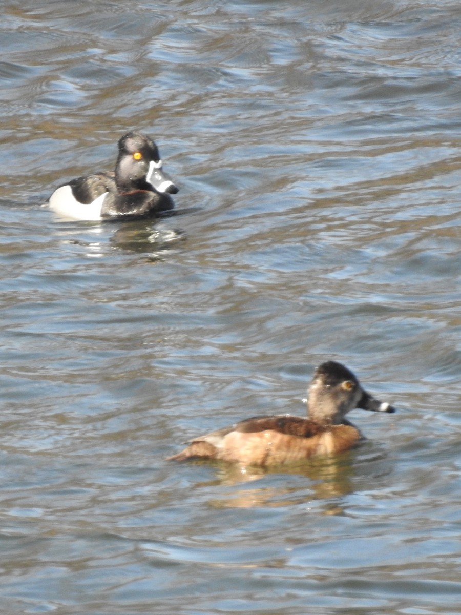 Ring-necked Duck - ML633115618