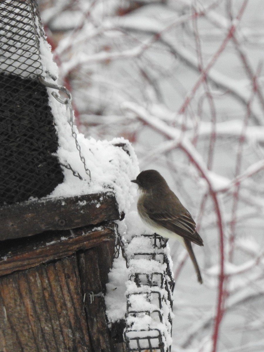 Eastern Phoebe - ML633115677