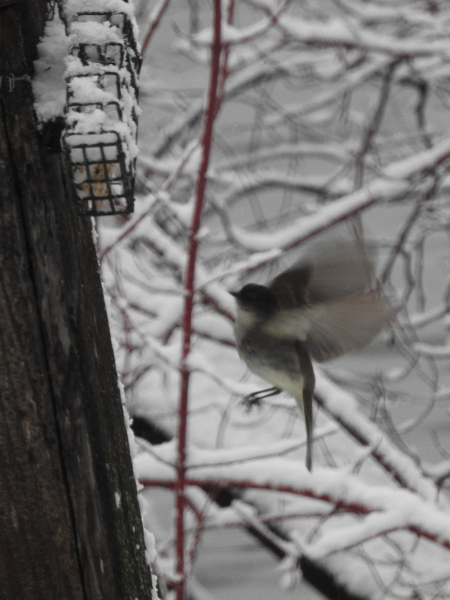 Eastern Phoebe - ML633115680