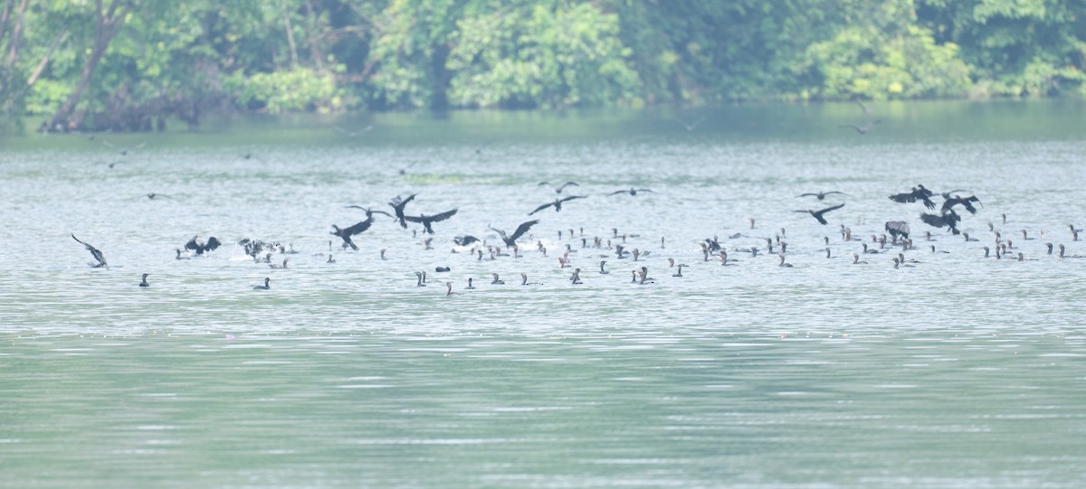 Little Cormorant - ML633115711