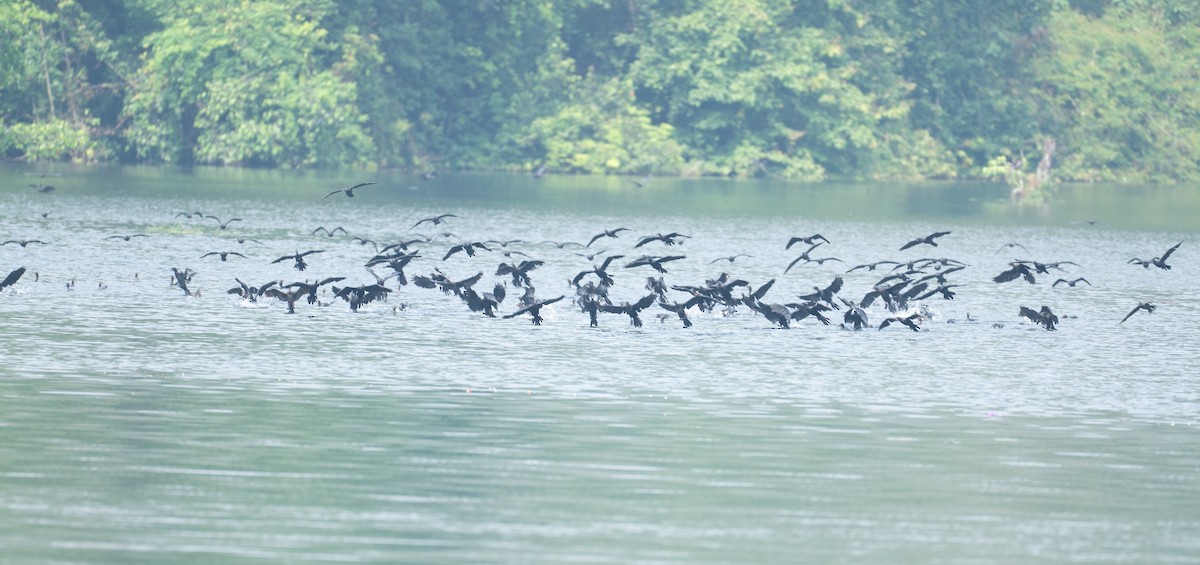Little Cormorant - ML633115712