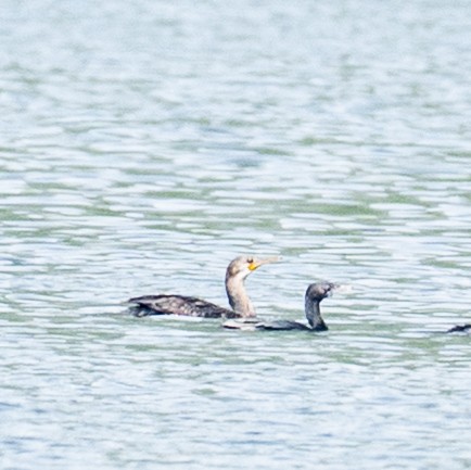 Great Cormorant - ML633115719