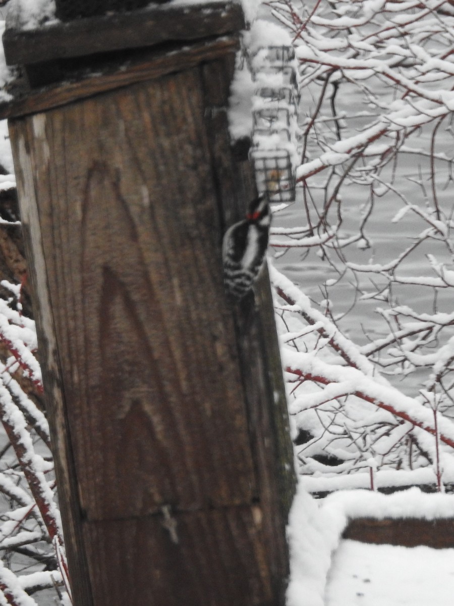 Downy Woodpecker - ML633115721