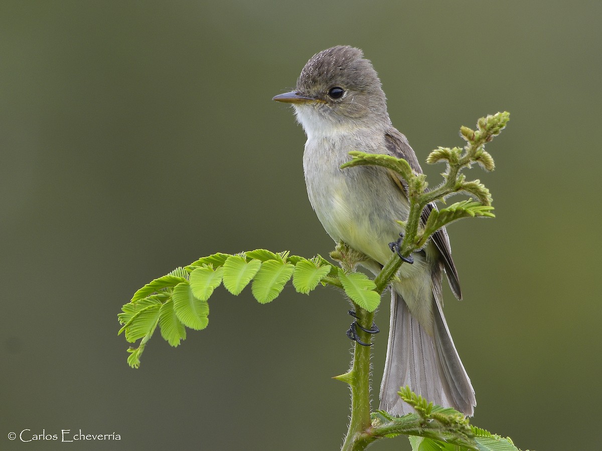 White-throated Flycatcher - ML63311591