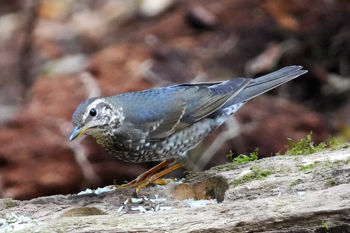 Siberian Thrush - ML633115998