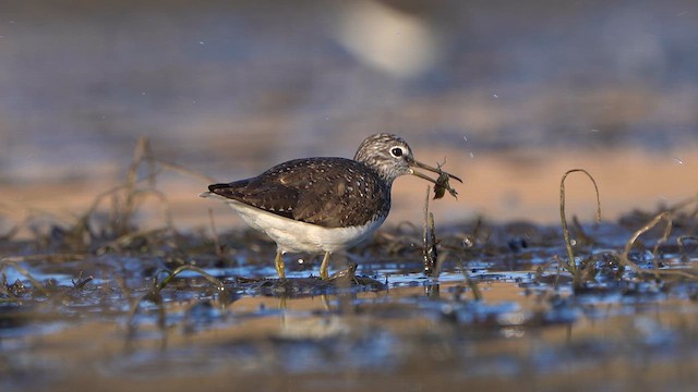 Green Sandpiper - ML633116025