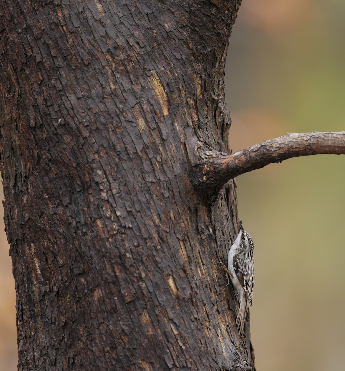 Brown Creeper - Zachary Vaughan