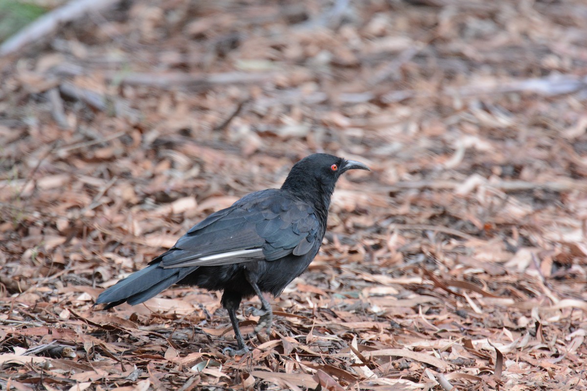 White-winged Chough - Sharyn Magee