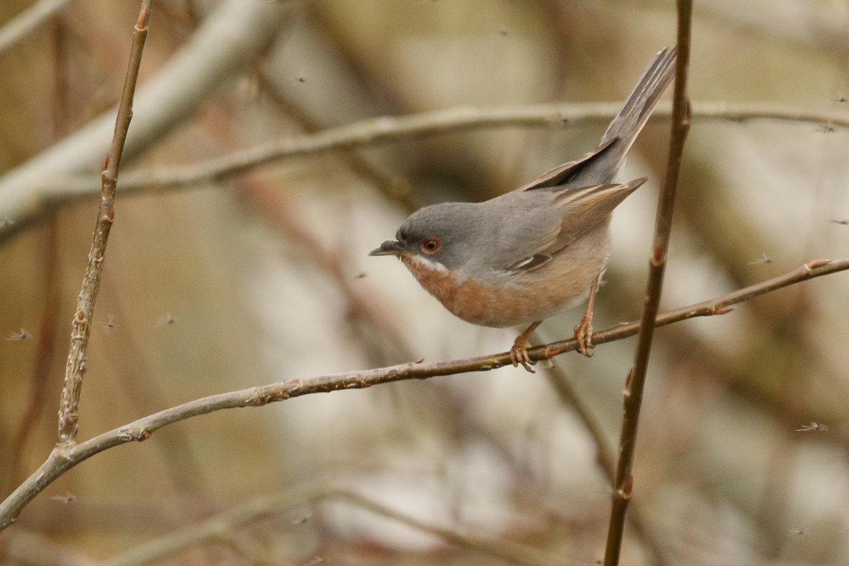 Western Subalpine Warbler - ML633116421