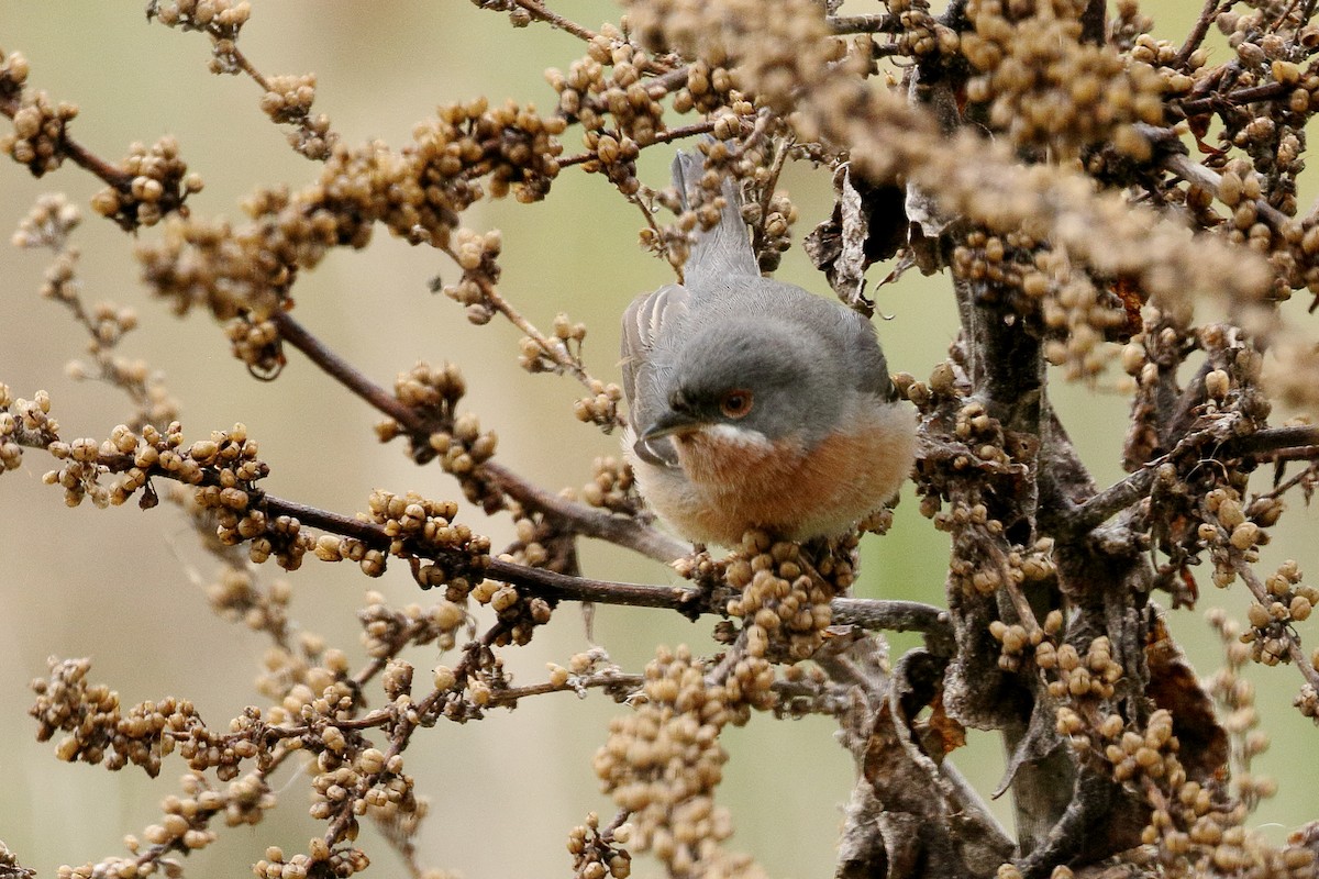 Western Subalpine Warbler - ML633116422
