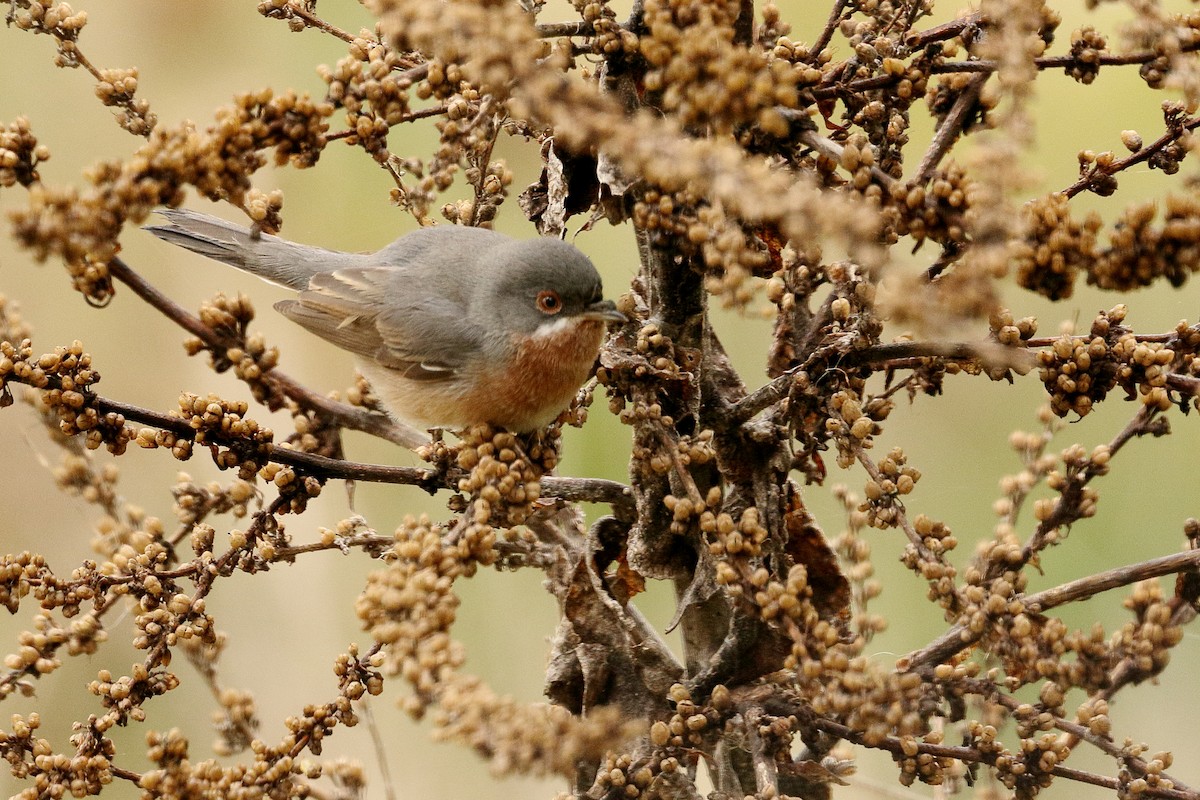 Western Subalpine Warbler - ML633116424
