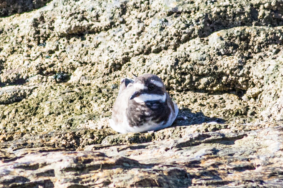 Common Ringed Plover - ML633116466