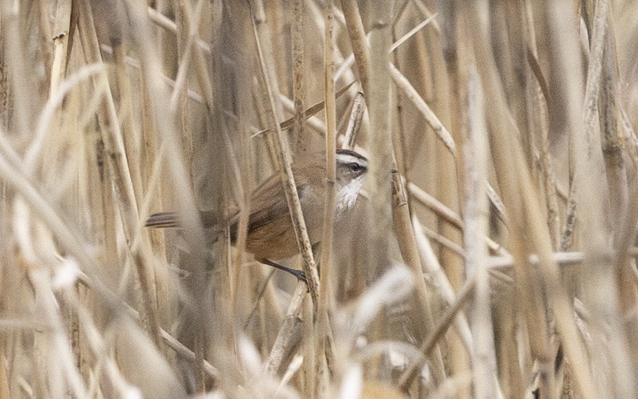 Moustached Warbler - ML633116509