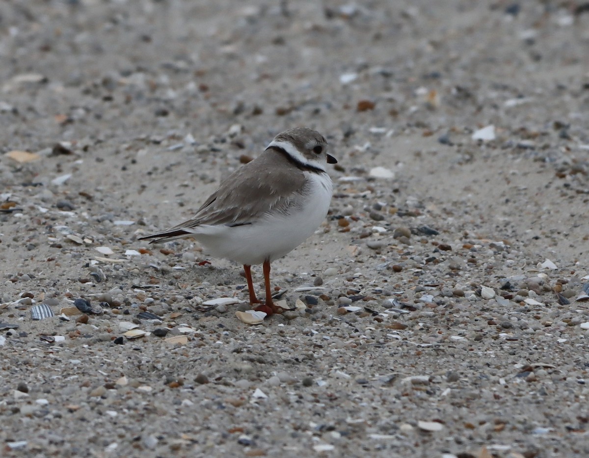 Piping Plover - ML633116587