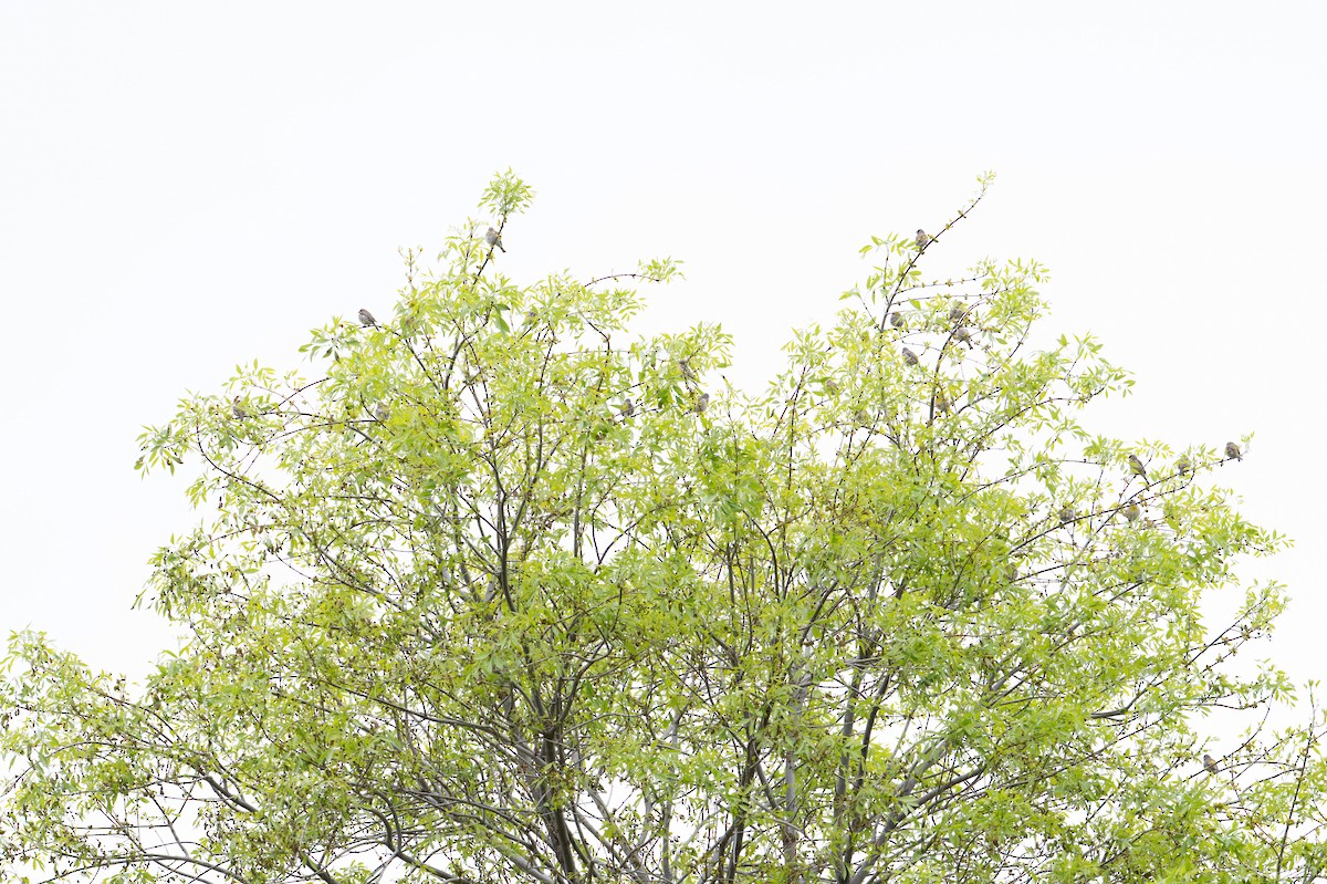 Lawrence's Goldfinch - ML633116589